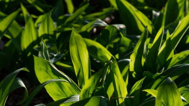 Vahşi sarımsak (Allium ursinum) yeşil yapraklarının seçici odak noktası.