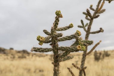 Çiçekli bir kaktüsün seçici odağı