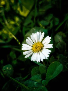 Bir bahçede yaygın bir papatya (Bellis perennis) dikey yakın çekim