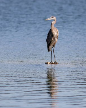 Küçük bir taş üzerinde Büyük Mavi Balıkçıl (Ardea herodias)