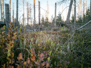 Çıplak ağaçlarla ıssız bir arazi.