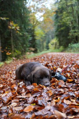 Sonbahar yapraklarındaki şirin Labrador köpeğinin seçici odağı