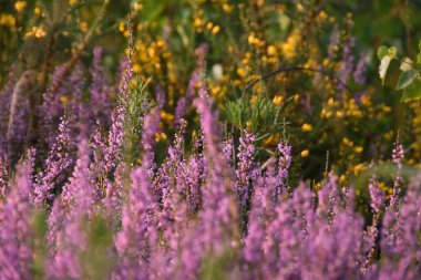 Bir tarlada mor yabani çiçeklerin seçici odağı