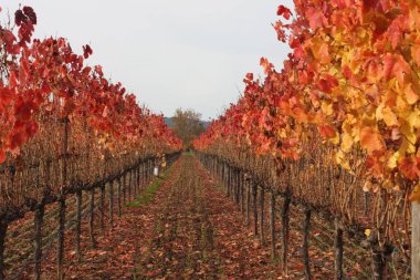 Kaliforniya 'daki Napa Vadisi' nde güzel bir sonbahar yeşilliği manzarası.