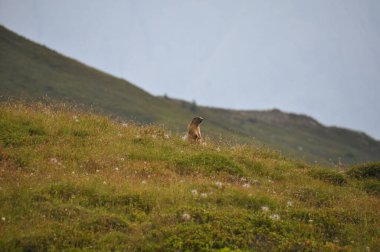 Alpler 'in çimlerinde dinlenen sevimli bir dağ sıçanı. Arkaplanı bulanık.
