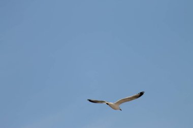 Mavi gökyüzünde uçan bir martıya yakın çekim