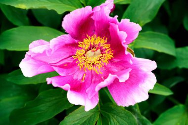 Pembe şakayık çiçeğinin yakın çekimi.