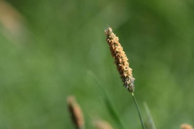 Çayır tilkisi ya da Alopecurus pratensis sahada, yakın plan.