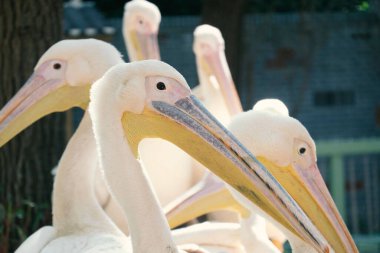 Beyaz pelikanların seçici odağı
