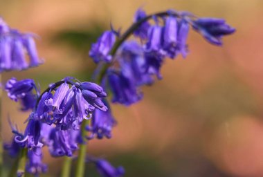 Geniş bir lavanta tarlasının yakın çekimi (Lavandula)