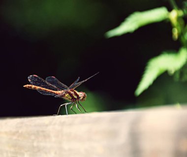 Bir yusufçuğun seçici odağı