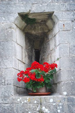 Taş pervazdaki kırmızı sardunyanın dikey görüntüsü.