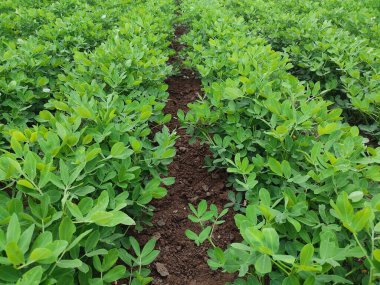 Bir Arachis tarlası yeşillik yapraklarından arınıyor.