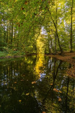 Yeşil yemyeşil ağaçların dikey görüntüsü ormandaki dar nehre yansıyor.