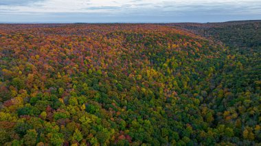 Sonbahar mevsiminde güzel, yoğun, renkli bir ormanın yüksek açılı görüntüsü.