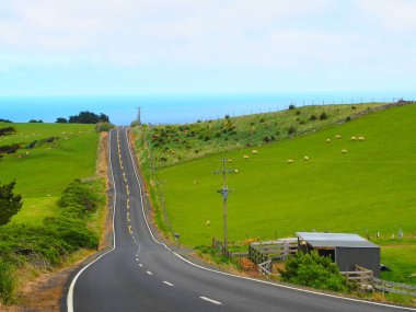 Yeni Zelanda 'da yol kenarında yeşil çimlerde otlayan güzel bir beyaz koyun manzarası..