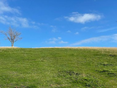 Arka planda mavi gökyüzü ve yalnız bir ağaç olan yeşil bir tarla.