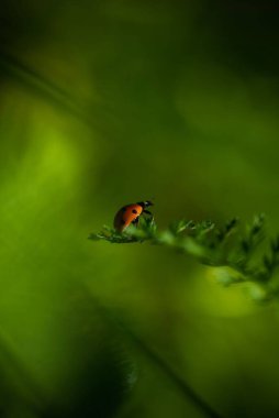 Yeşil yapraklı küçük uğur böceği