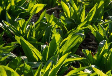 Vahşi sarımsak (Allium ursinum) yeşil yapraklarının seçici odak noktası.