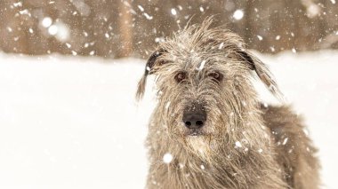 İrlandalı kurt köpeği karla kaplı..