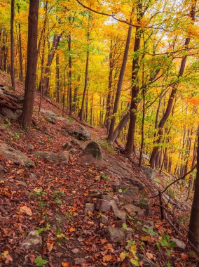 Bir yamaçtaki kayalık bir ormanın dikey hali. Sonbahar yaprakları, ağaçlarda renkli yapraklar.