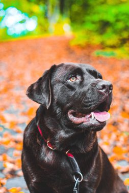 Şirin bir Labrador köpeğinin seçici odağı