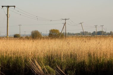 Norfolk 'ta, Reedham yakınlarındaki bir tarladaki elektrik direklerinin güzel bir görüntüsü.