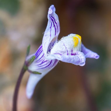 Güneşin altında, arka planda bulanık bir şekilde büyüyen bir kurbağanın yakın çekimi.