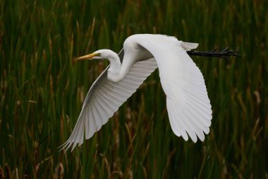 Parkta uçan beyaz bir balıkçıl güzel bir kare.