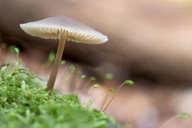 Yosunlu kabukta büyüyen ince mantarın yakın plan çekimi.