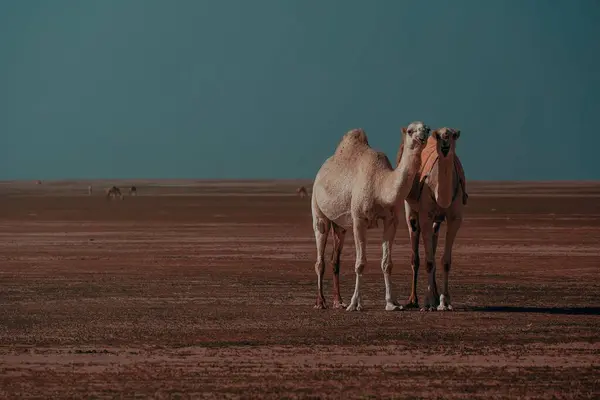 Naturskön Utsikt Över Två Kameler Som Vandrar Salamiöknen Kuwait — Stockfoto