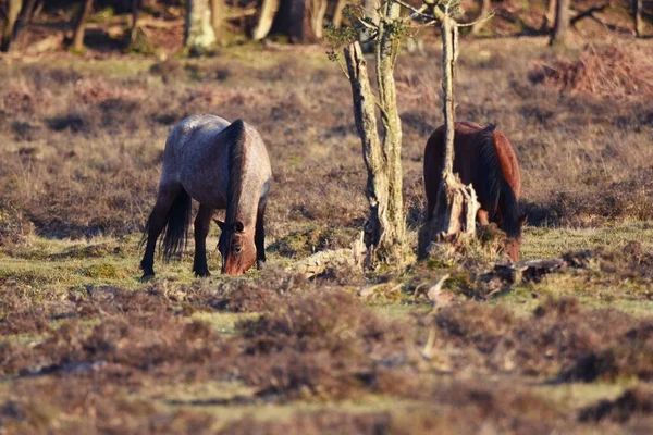 Closeup Shot Two Brown Horses Grazing Grass Field Forest — Stock Photo, Image