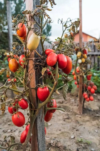 Amadurecimento Tomates Cereja Cultivados Romênia — Fotografia de Stock