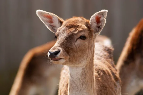 Cute deerStock-fotos, royaltyfrie Cute deer billeder | Depositphotos