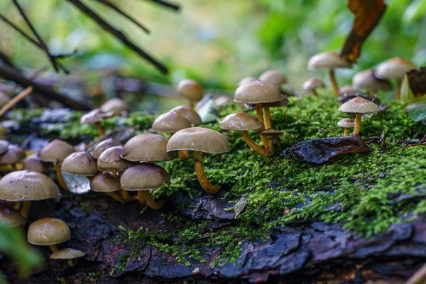 Eine Nahaufnahme Von Mycena Inclinata Pilzen Auf Dem Waldboden Mit — Stockfoto