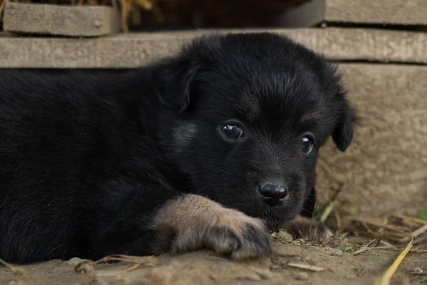Şirin Siyah Bir Alman Çoban Köpeği — Stok fotoğraf
