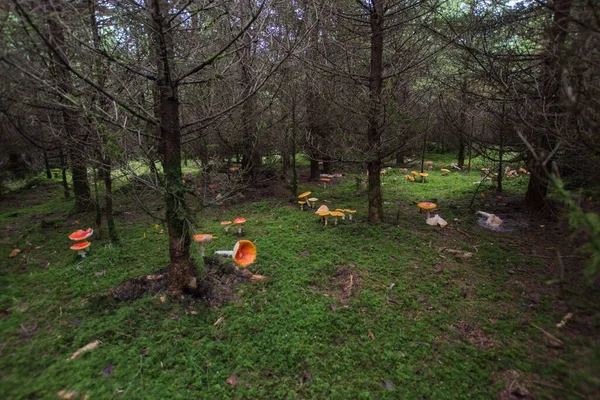 Une Vue Horizontale Bois Avec Champ Vert Nombreux Arbres Des — Photo