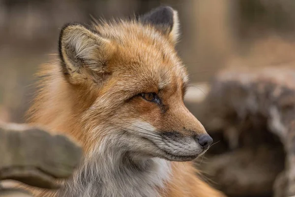Κοντινό Πλάνο Του Κεφαλιού Μιας Ιαπωνικής Κόκκινης Αλεπούς Vulpes Vulpes — Φωτογραφία Αρχείου