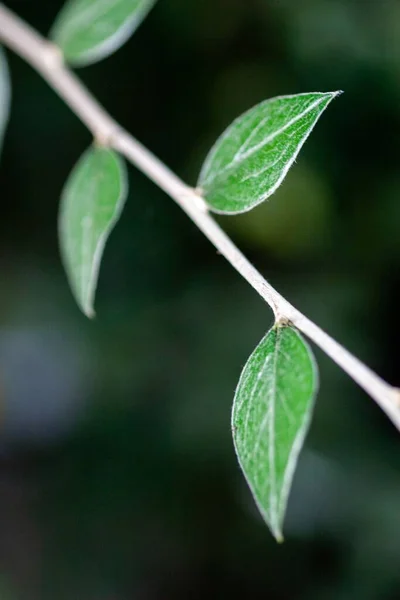 Крупный План Зеленых Листьев Веточке Размытом Фоне — стоковое фото