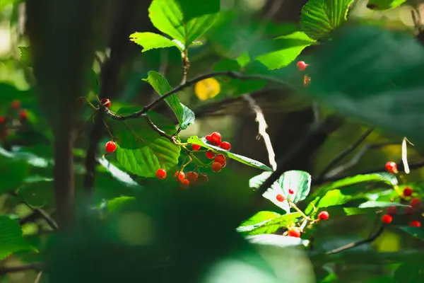 Крупный План Красных Ягод Зеленых Листьев Солнечным Светом — стоковое фото
