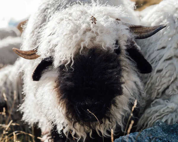 スイスのツェルマットにあるValais Blacknose羊の閉鎖 — ストック写真