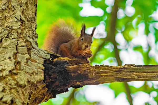 Zbliżenie Ujęcia Czerwonej Wiewiórki Pięknym Lesie — Zdjęcie stockowe
