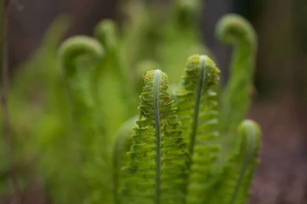 Selektivní Záběr Kapradí Polypodiophyta Zelené Zahradě — Stock fotografie