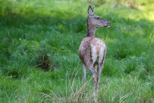 Closeup Shot Small Deer Field Covered Green Grass — Stock Photo, Image