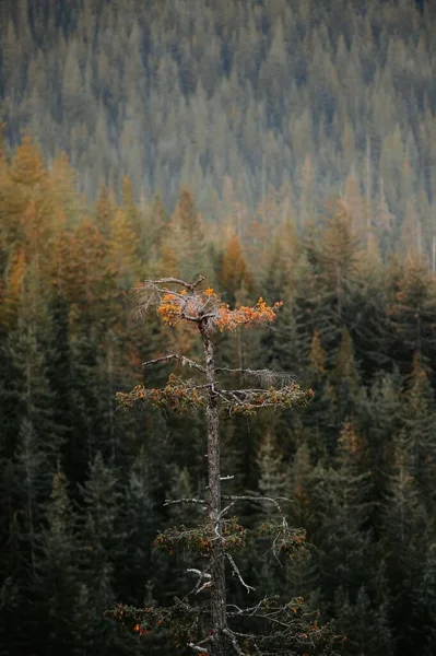 Shallow Focus Pinus Sylvestris Scots Pine Tree Blurred Dense Forest — Stock Photo, Image