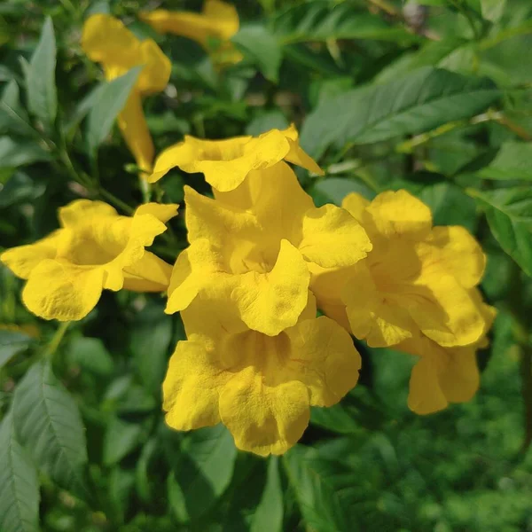 Крупним Планом Красиві Жовті Квіти — стокове фото