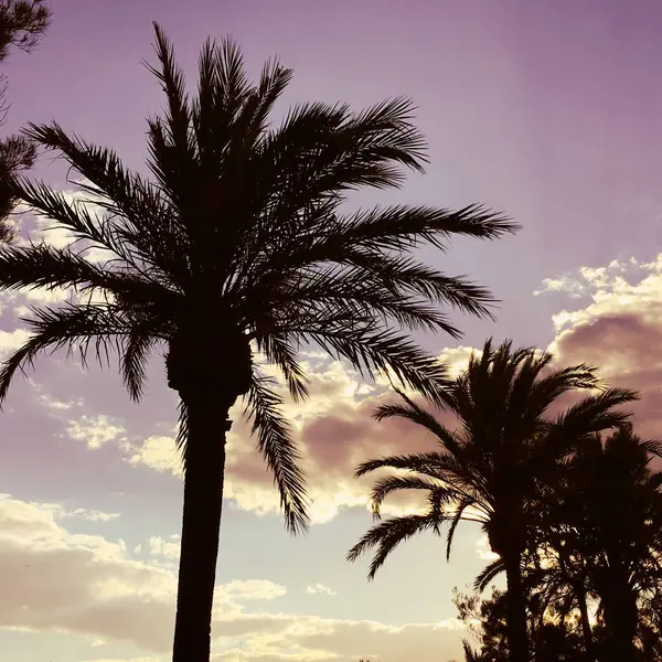 Low Angle Palm Tree Silhouettes Skyscape Background — Stock Photo, Image
