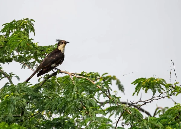 在蓝天的衬托下 一只知更鸟躺在荆棘树上 拍了一张大大的照片 — 图库照片