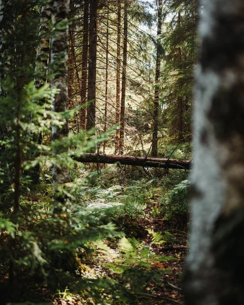 Disparo Vertical Árbol Caído Bosque Denso Verde Brillante —  Fotos de Stock