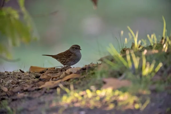 Piccolo Dunnock Marrone Appollaiato Terra — Foto Stock